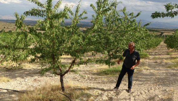 Kayısıya Alternatif Olarak Yetiştirdiği Bademlerden Yüksek Verim Elde Etti