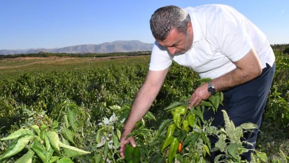 ABD'nin Kapya Biberi Malatya'dan