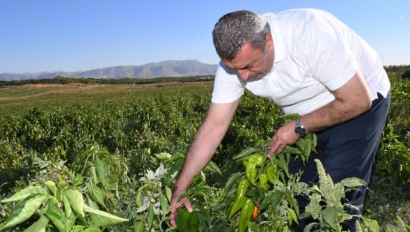 ABD'nin Kapya Biberi Malatya'dan