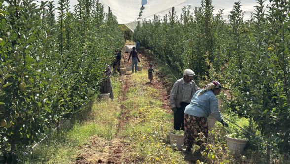 Doğanşehir'de Elma Hasadı Başladı