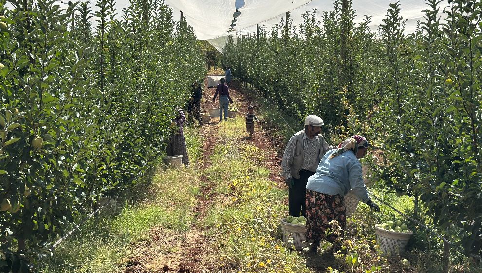 Doğanşehir'de Elma Hasadı Başladı