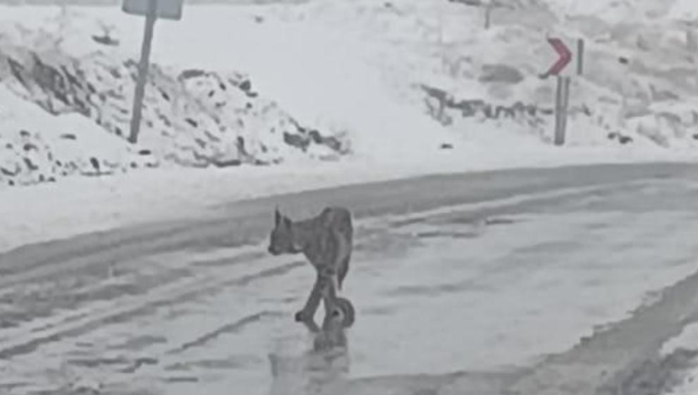 Hekimhan;da  Nesli Tükenmekte Olan Vaşak Görüldü..