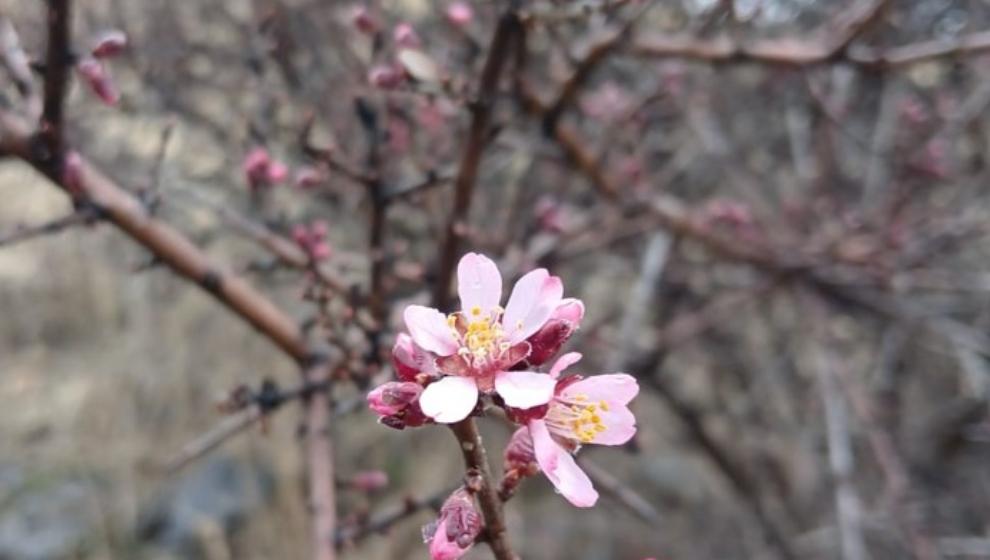 Pütürge'de Nevruz ve Badem Ağaçları Çiçek Açtı.