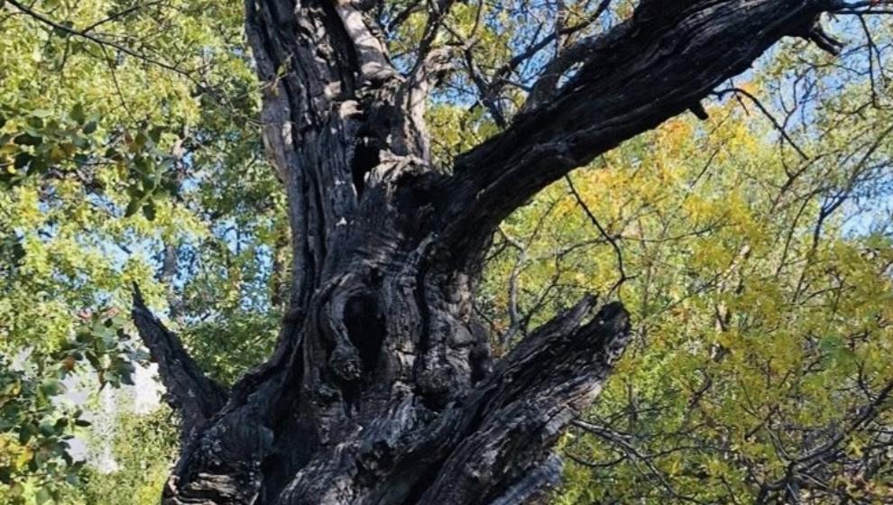 Arapgir’de 800 Yıllık Menengiç Ağacı !