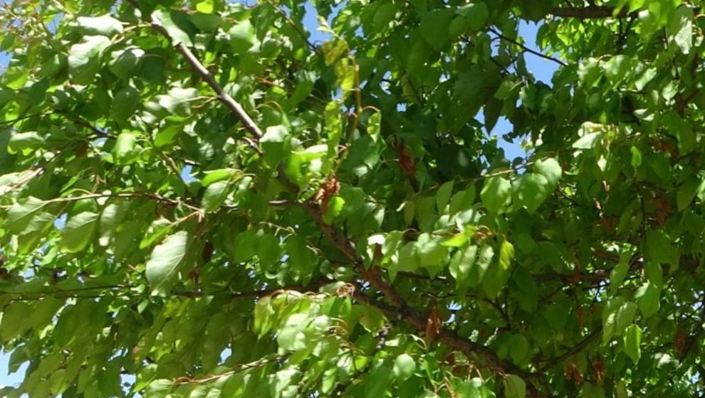 Kayısı  Ağaçları Toparlamaya Başladı..