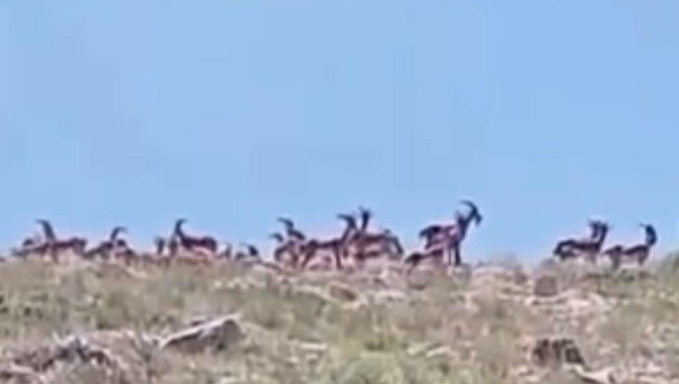 Yaban Keçileri Sürü Halinde  Göründü.