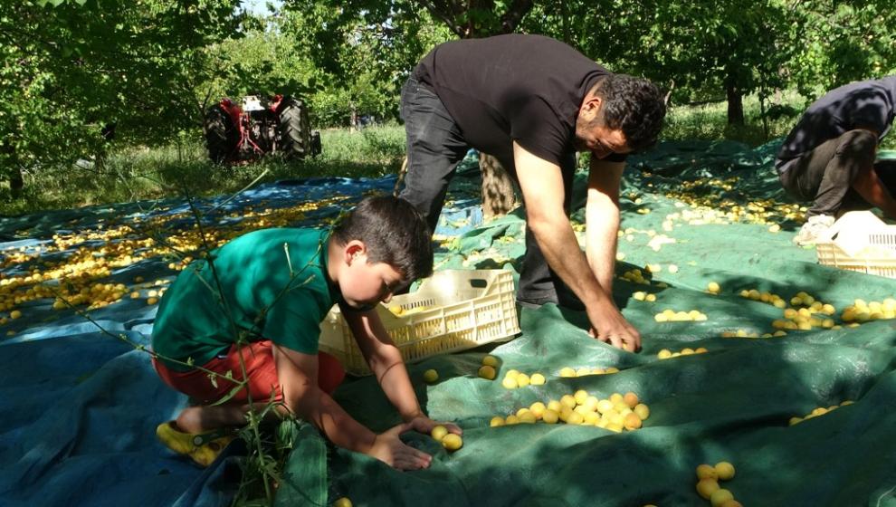 Zirai Dondan Etkilenmeyen Bölgelerde Kayısı Hasadı Başladı