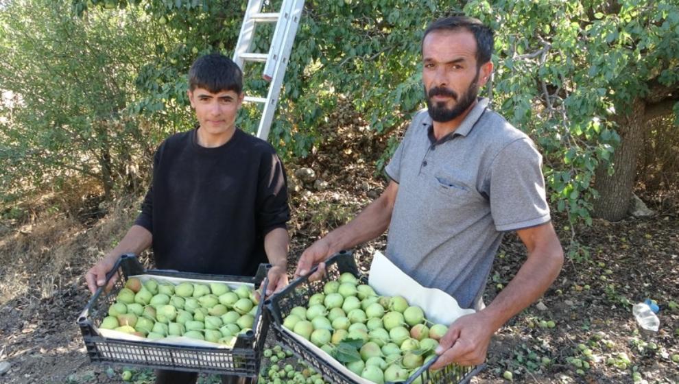 Akçadağ'ın  Tescilli  Armudu Kilosu   70 TL'den Alıcı Buluyor.