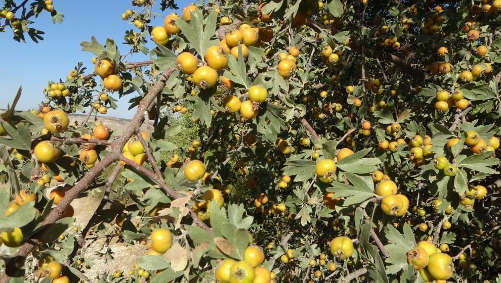 Alıç Severlere Müjde,Hasat Zamanı Geldi