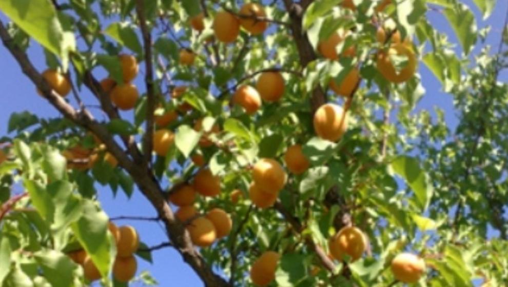 Kuru Kayısı Dış Ticaret Raporu Yayımlandı.