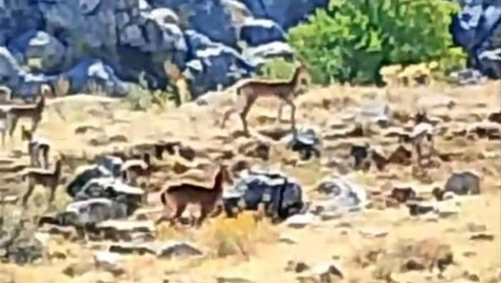 Sürü Halindeki Yaban Keçileri Görüntülendi