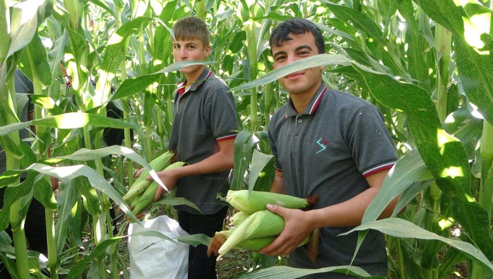 Malatya'da Tarım Lisesinde Mısır Hasadı Başladı