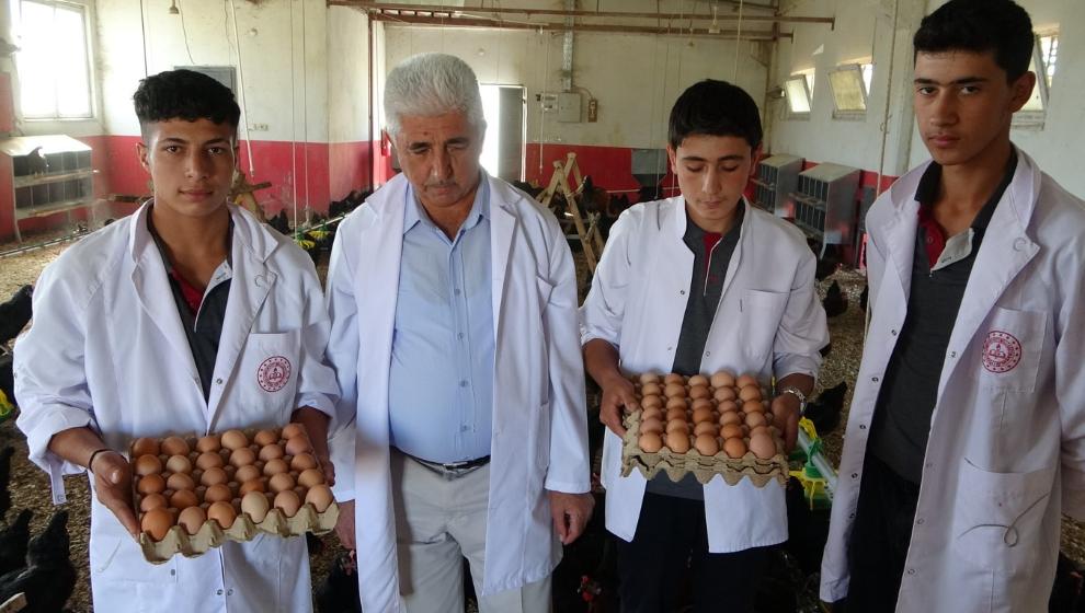 Öğrenciler, Tavuk Yetiştirip Gelir Elde Ediyor