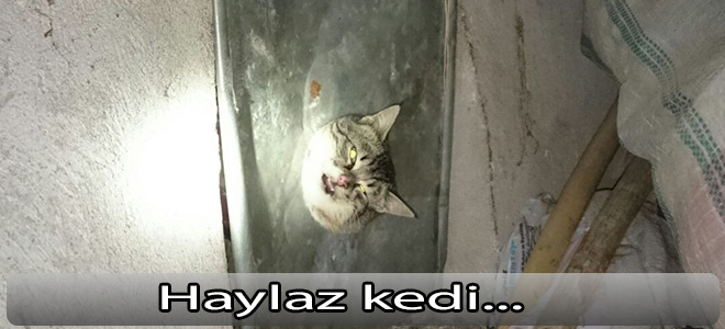 Haylaz kedinin yardımına itfaiye yetişti