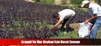 Arapgir'de Mor Reyhan İçin Hasat Zamanı