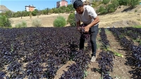 Arapgir'de Mor Reyhan İçin Hasat Zamanı