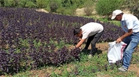 Arapgir'de Mor Reyhan İçin Hasat Zamanı