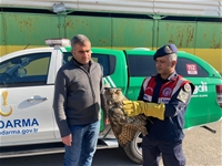 Malatya'da Yaralı Bulunan Baykuş Koruma Altına Alındı