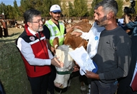 Malatyalı Depremzedelere Büyükbaş Hayvan Desteği