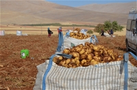 Malatya'da Patates Hasadı