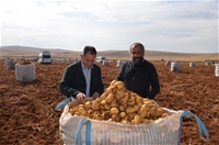 Malatya'da Patates Hasadı