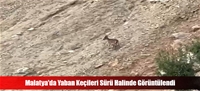 Malatya'da Yaban Keçileri Sürü Halinde Görüntülendi