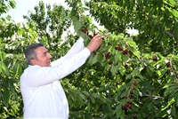 Yeşilyurt'ta 'Dalbastı Kirazı'nda Hasat Zamanı