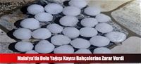 Malatya'da Dolu Yağışı Kayısı Bahçelerine Zarar Verdi