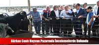 Gürkan Canlı Hayvan Pazarında İncelemelerde Bulundu