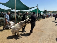 Bayramın İlk Gününde Kurban Pazarında Hareketlilik