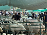 Bayramın İlk Gününde Kurban Pazarında Hareketlilik