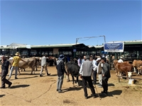 Bayramın İlk Gününde Kurban Pazarında Hareketlilik