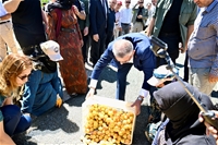 Vali Ersin Yazıcı Kayısı Hasat Programına Katıldı