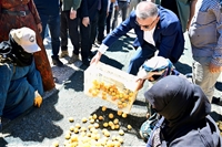 Vali Ersin Yazıcı Kayısı Hasat Programına Katıldı