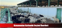 Uzmanından Kurbanlık Seçimi Önerileri