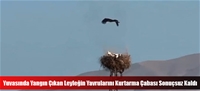 Yuvasında Yangın Çıkan Leyleğin Yavrularını Kurtarma Çabası Sonuçsuz Kaldı