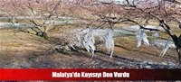 Malatya'da Kayısıyı Don Vurdu