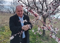 Malatya'da Kayısıda Zirai Don Tehsi