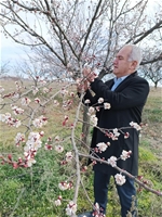 Malatya'da Kayısıda Zirai Don Tehsi