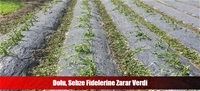 Dolu, Sebze Fidelerine Zarar Verdi