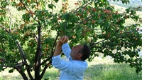 Erkenci Kayısıda Hasat Zamanı