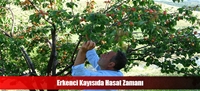 Erkenci Kayısıda Hasat Zamanı