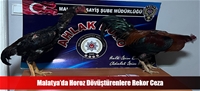 Malatya'da Horoz Dövüştürenlere Rekor Ceza