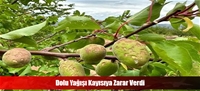 Dolu Yağışı Kayısıya Zarar Verdi