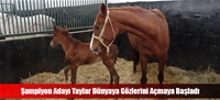 Şampiyon Adayı Taylar Dünyaya Gözlerini Açmaya Başladı