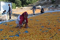 Mevsimlik Tarım İşçilerinin Zorlu Kayısı Mesaisi