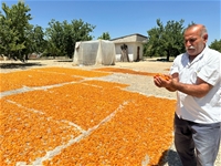 Kayısıda Fiyatların Geçen Yıla Oranla Düşmesi Üreticiyi Mağdur Etti