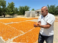 Kayısıda Fiyatların Geçen Yıla Oranla Düşmesi Üreticiyi Mağdur Etti