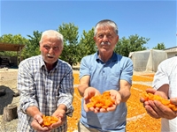 Kayısıda Fiyatların Geçen Yıla Oranla Düşmesi Üreticiyi Mağdur Etti