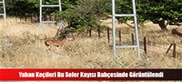 Yaban Keçileri Bu Sefer Kayısı Bahçesinde Görüntülendi